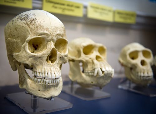 A group of skulls on display in a museum.